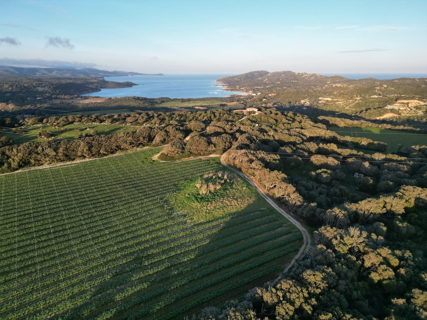 Séjour et Découverte d'un Vignoble de Bonifacio